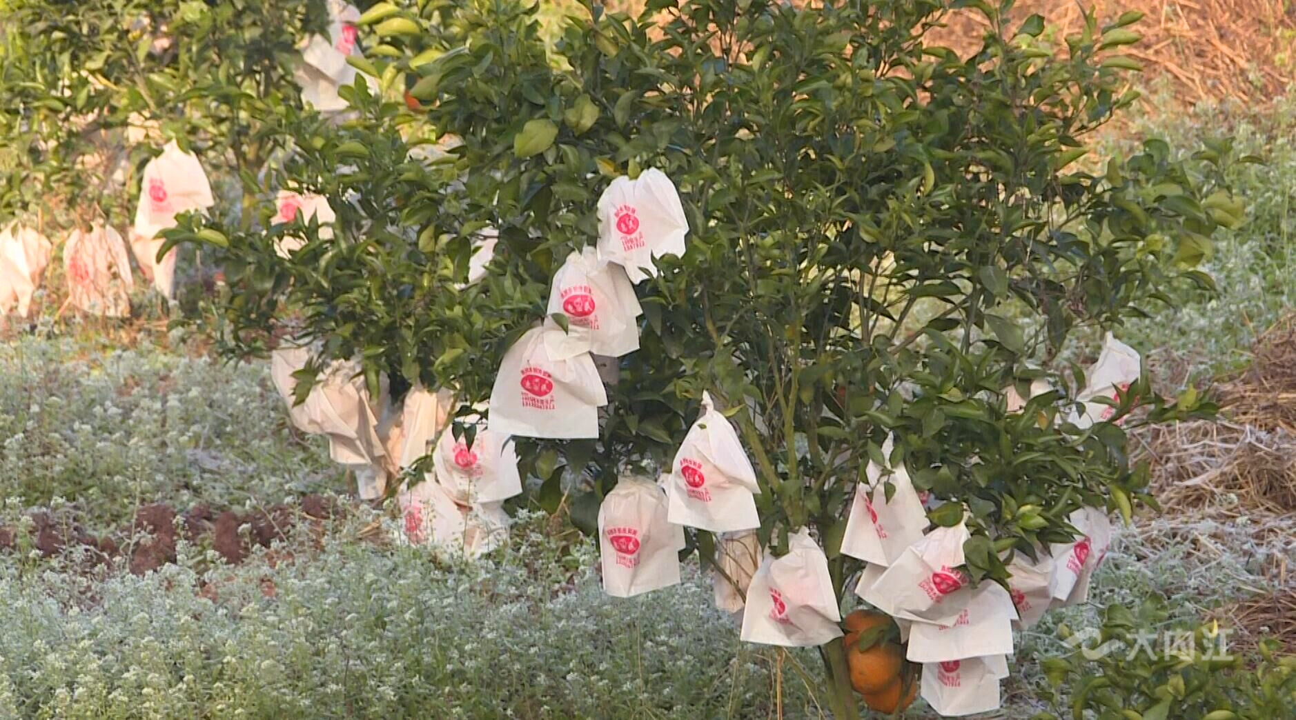 281606_1611840353455925.jpg QQ图片20210128212503.jpg