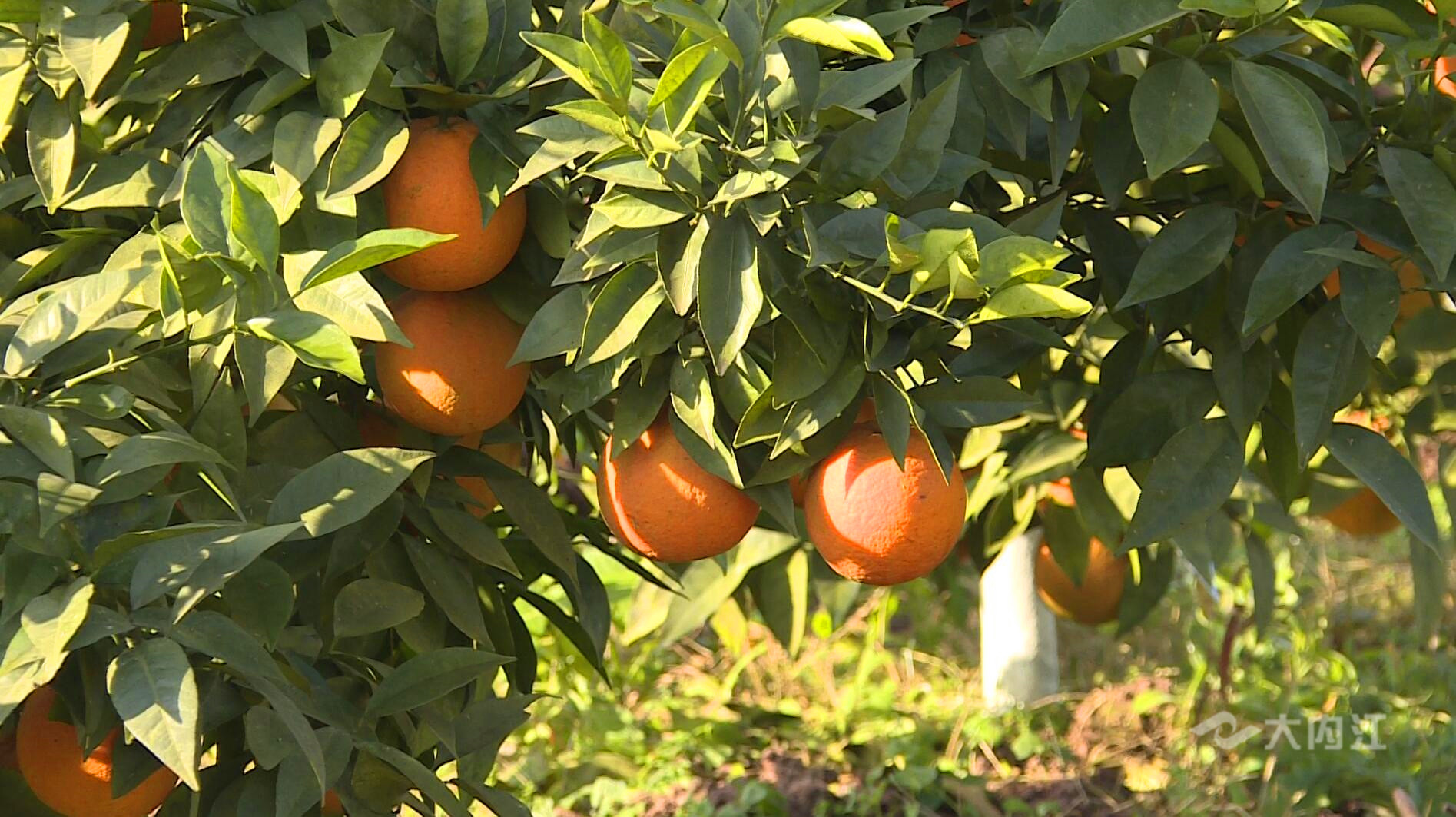 281606_1611840366954491.jpg QQ图片20210128212507.jpg