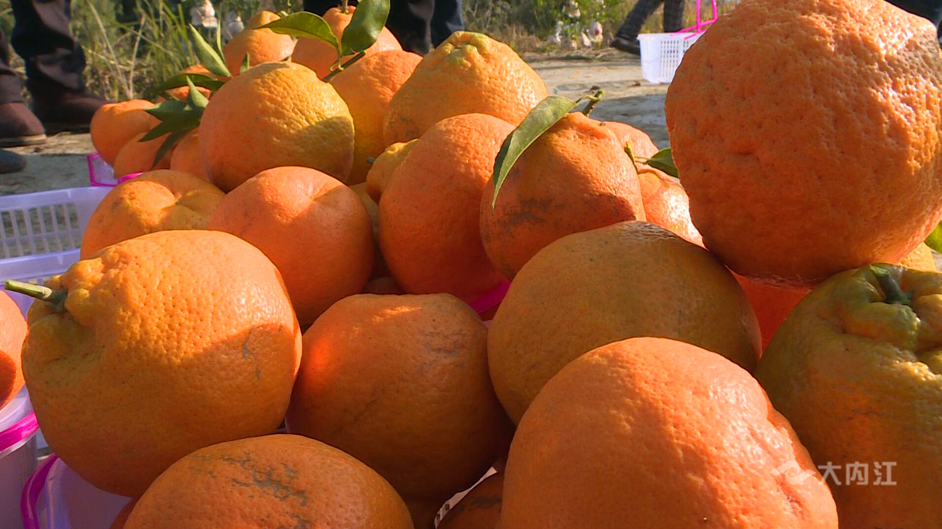 281606_1611840399733635.jpg QQ图片20210128212515.jpg