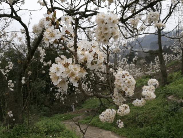 重庆39.gif