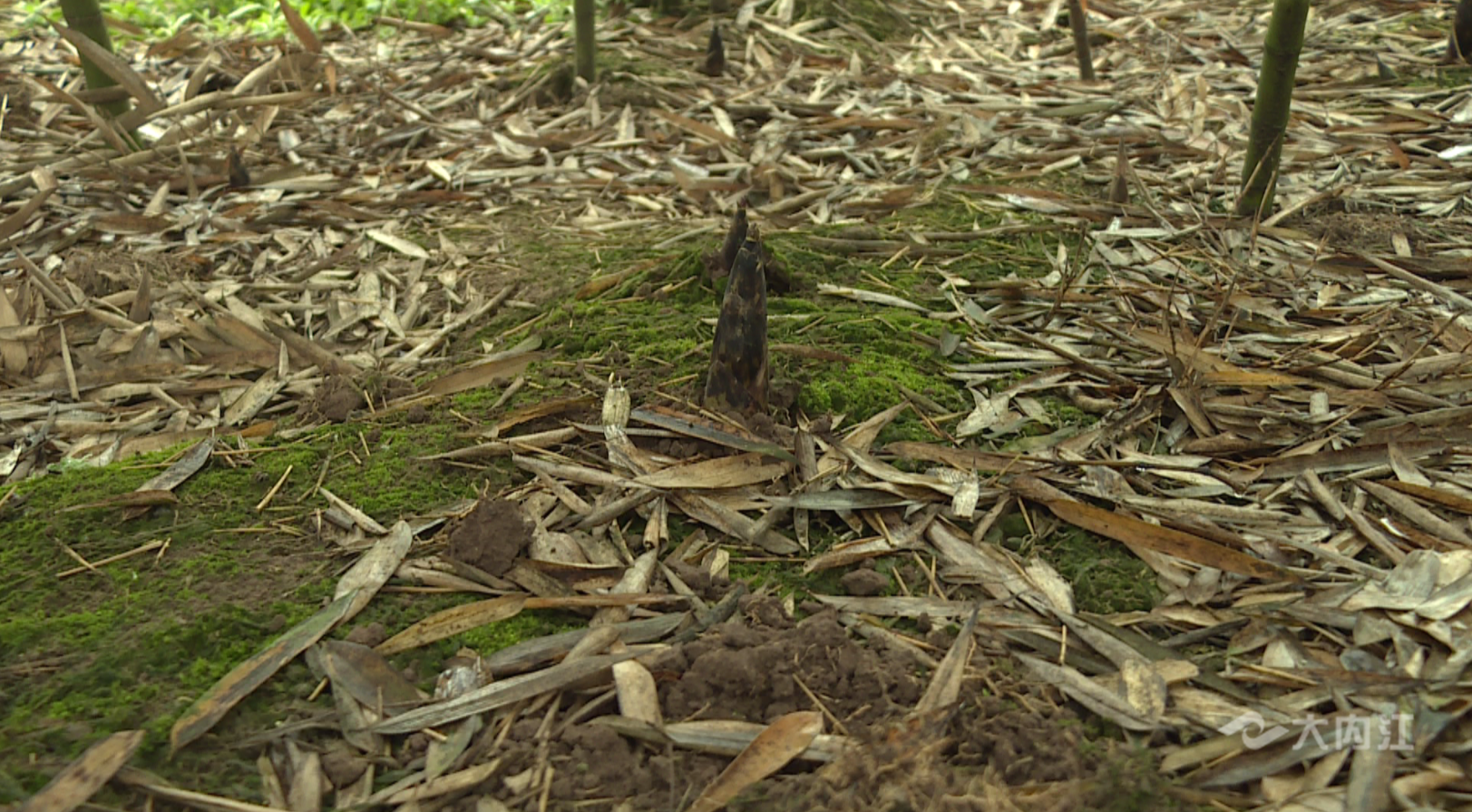 282377_1615446308140517.png QQ图片20210311085933.png