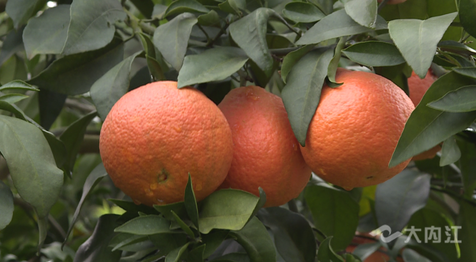 282377_1615972018915056.png QQ图片20210317074435.png