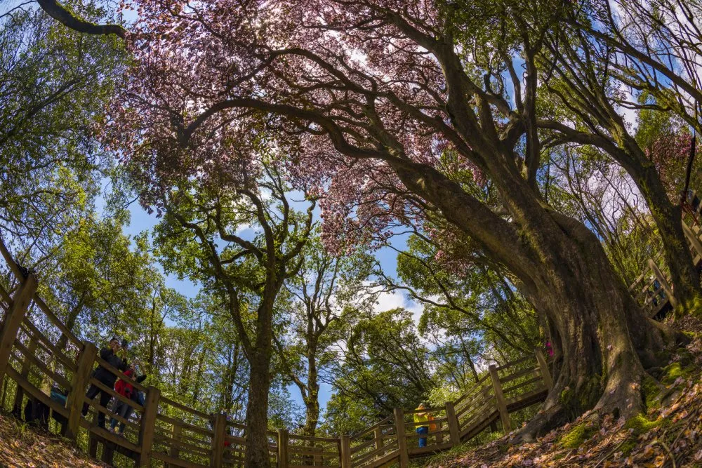 1618625668865556.jpeg 图片