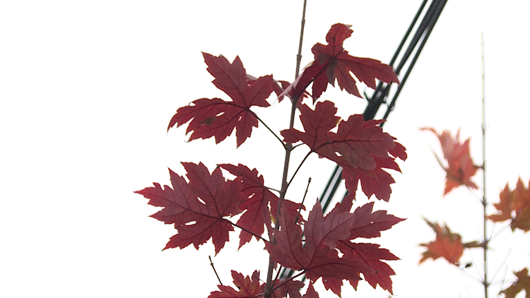 282035_1636427623369024.png 微信图片_20211109111258.png