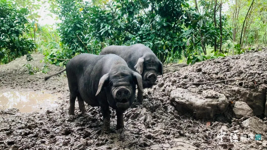 286033_1637115875582281.jpg 20211117090628_4bqks67i0m.jpg