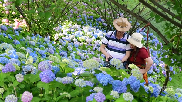 286033_1651803620944413.png 绣球花5.png