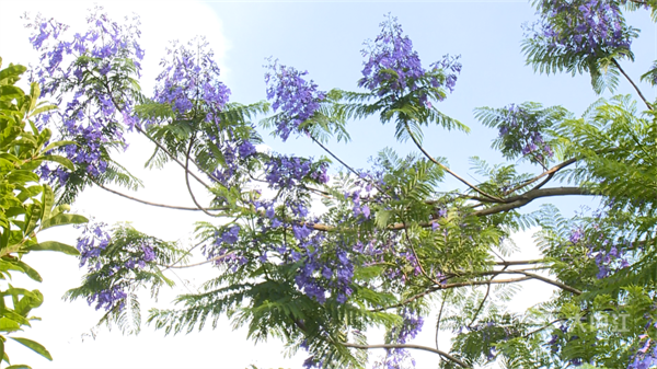 蓝花楹01.png
