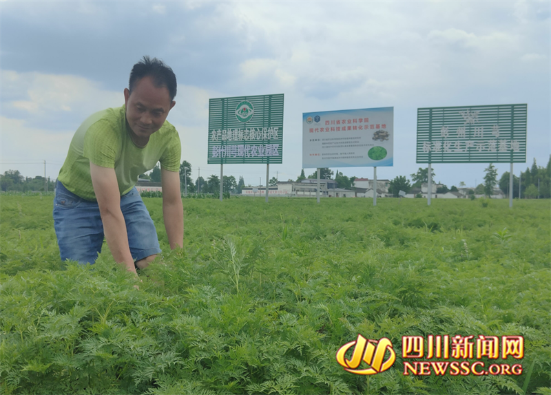 张国文查看川芎长势情况.png 张国文查看川芎长势情况.png