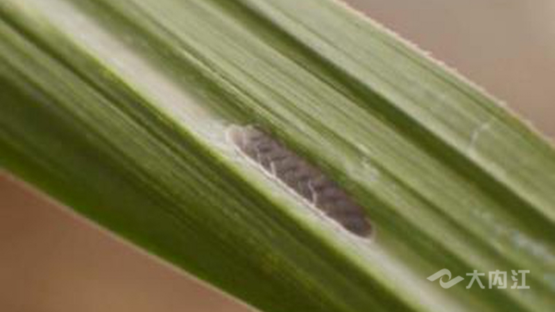 286144_1659665457548522.jpg 赤眼蜂在螟虫卵中产卵.jpg