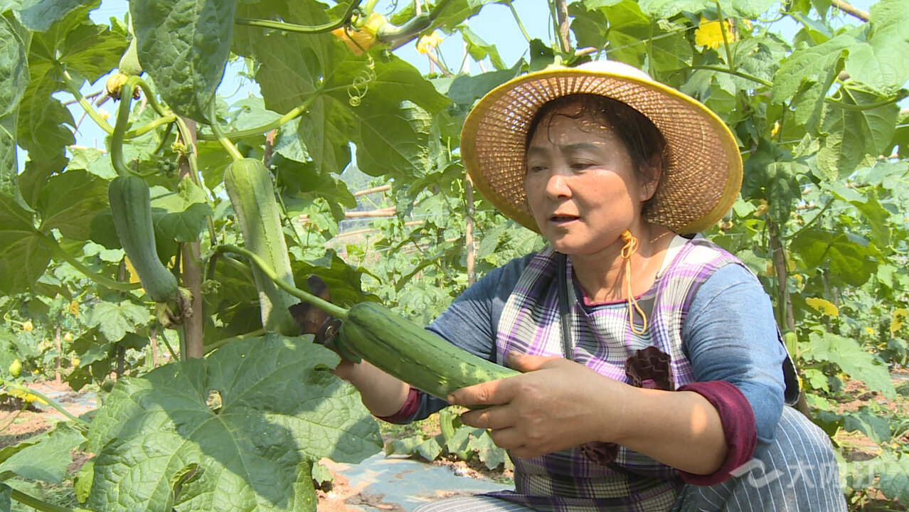 春季蔬菜基地收获忙