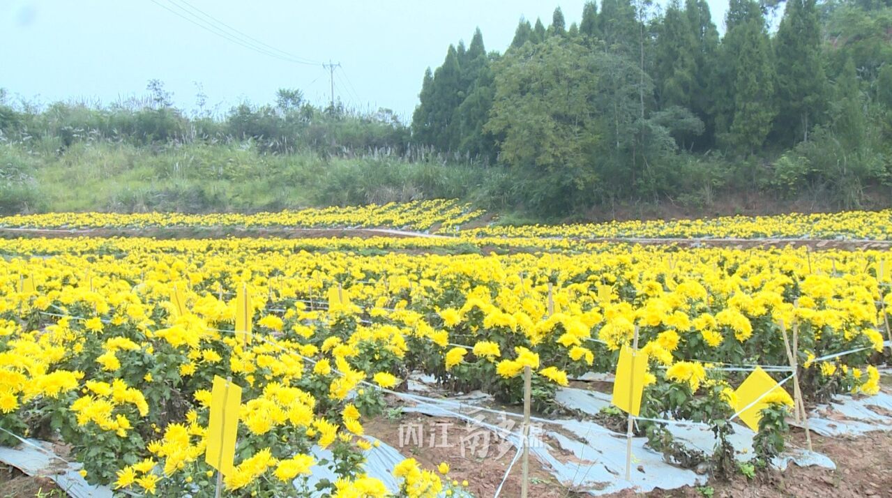 广州菊花种植基地图片